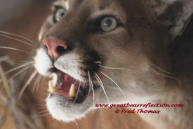 Mountain Lion