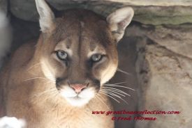Mountain Lions 
