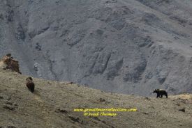 Grizzly Bear Boars