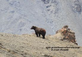 Grizzly Bear