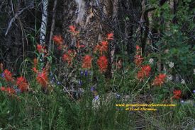 Indian Paintbrush