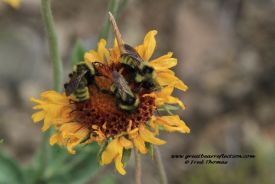 Sun Flower