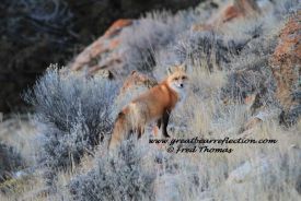 Red Fox
