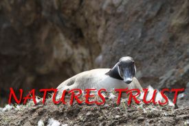 Canadian Geese