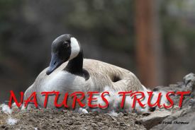 Canadian Geese