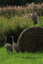 Sand Hill Cranes