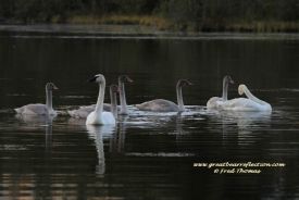 Swans