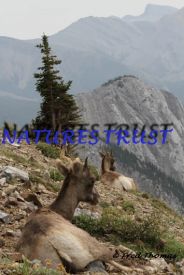 Rocky Mountain BigHorn Sheep 