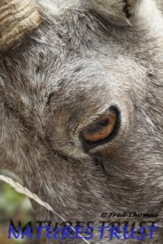 Rocky Mountain Big Horn Sheep 