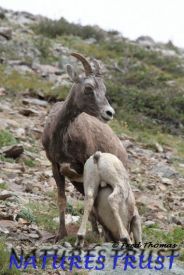 Rocky Mountain Big Horn Sheep, Ewe's, Lambs 