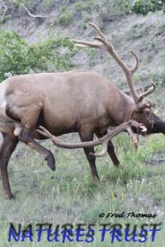 Rocky Mountain Bull Elk, Wildlife