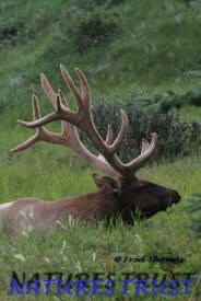 Rocky Mountain Bull Elk