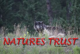 Timber Wolves, Wild Dogs, Wolf