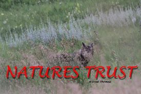 Timber Wolf, Wolf, Wild Dog