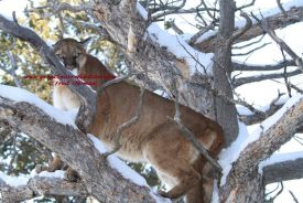 Mountain Lions