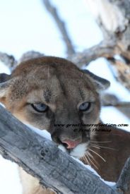 Mountain Lions