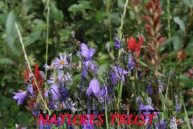 Wild Flowers, Indian Paintbrush, Blue Belles
