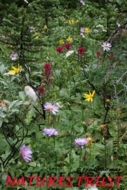 Indian Paint brush, Wild Flowers,