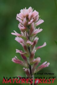 Paintbrush, Wild Flowers