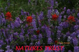 Indian Paintbrush, Wild Flowers