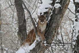 Mountain Lion