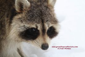 Racoon