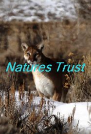 mountain lion photos, photos of cougars, mountains lions, photos of mountain lions