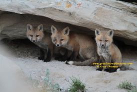 Fox Pups
