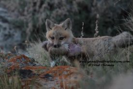 Fox Pup