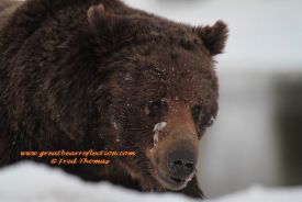Grizzly Bears