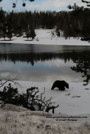 Wyoming Grizzly