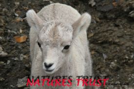 Big Horn Sheep, Lambs, Wild Sheep
