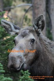 Cow Moose, Nature