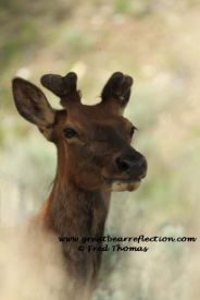 Elk