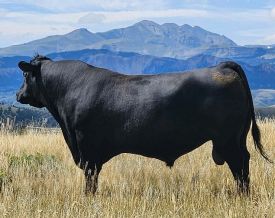 SEMEN AVAILABLE !!! 1/2 C.C. Straws