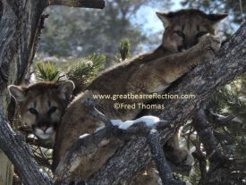 Mountain Lion Kitts