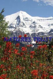MT. Robson, Indian Paintbrush 