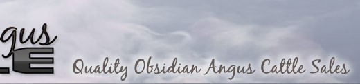 Obsidian Angus Cattle for Sale WY